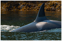Orca Breaking the Surface Near Shoreline in Gwaii Haanas
