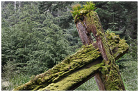 Nature Re-claiming Foundation of Haida Longhouse in Gwaii Haanas