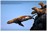 Steller Sea Lion Diving into Ocean