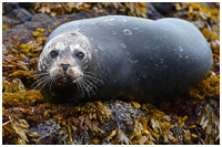Harbor Seal on Rockweed (<em>Fucus</em>)