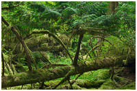 Verdant Forest - Gwaii Haanas Style