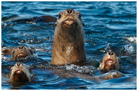 Up Periscope! Curious Steller Sea Lions