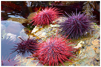 Colourful Intertidal Zone in Gwaii Haanas Marine Park